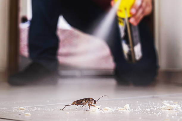 Best Mosquito Control Services  in Howland Center, OH